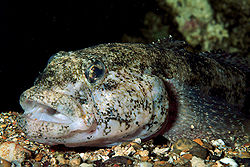 Gobius cobitis.jpg