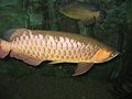 Gold Arowana035.JPG