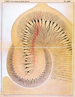 Golgi 1885 Plate XXII.JPG