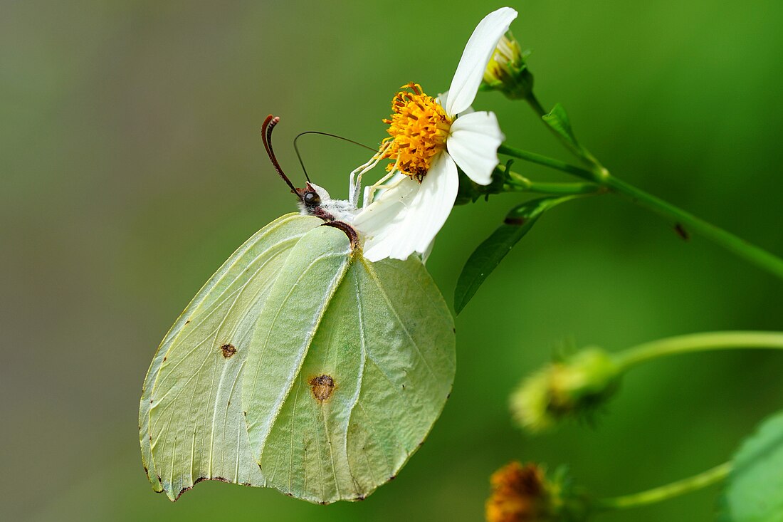 Gonepteryx amintha