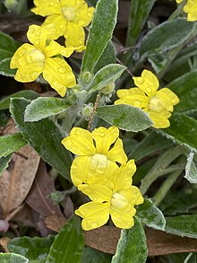 Goodenia affinis flowers 01.jpg