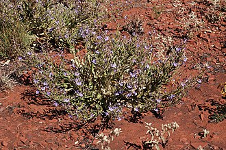 Habit in Karijini National Park Goodenia stobbsiana habit.jpg