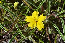 Goodenia willisiana.jpg