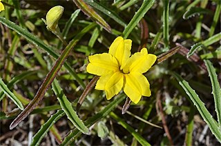 <i>Goodenia willisiana</i> Species of plant