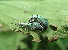 A mating pair of P. glaucus Grunrussler Paarung.jpg