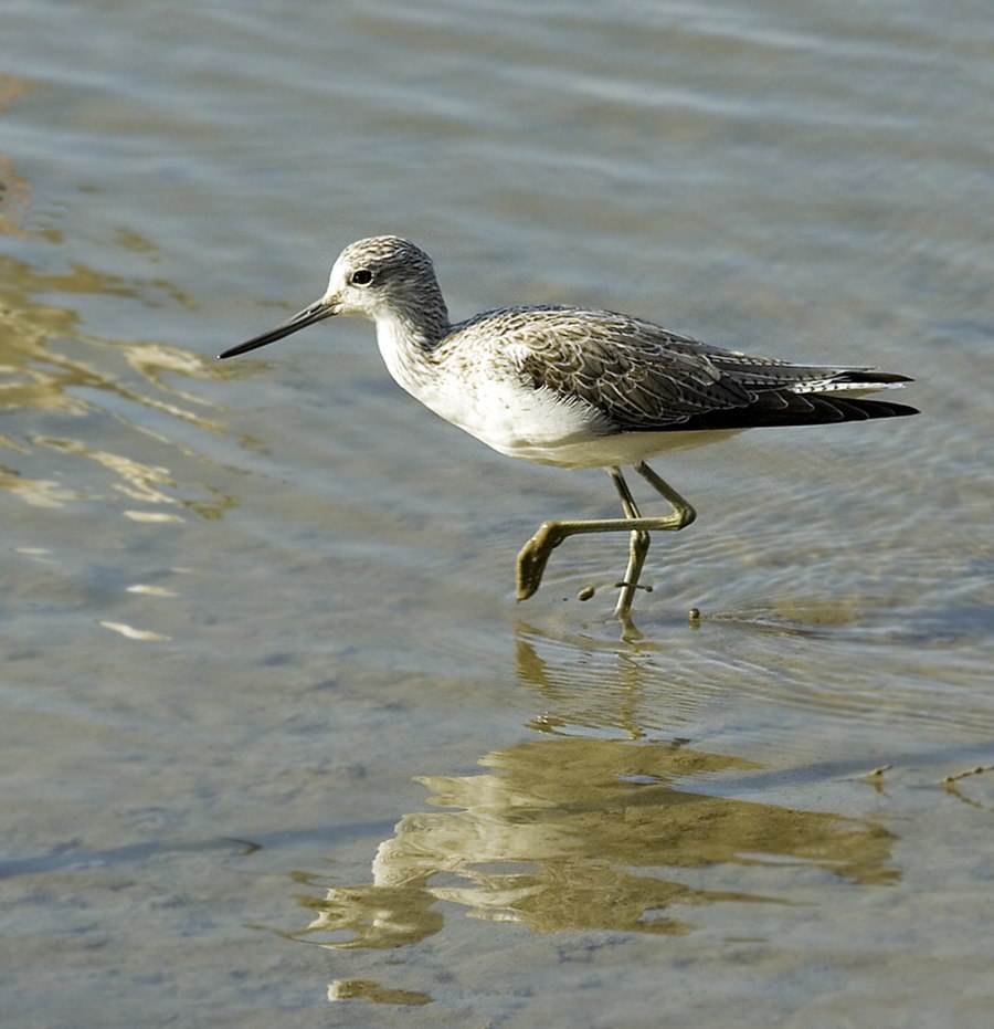 Grnschenkel Tringa nebularia