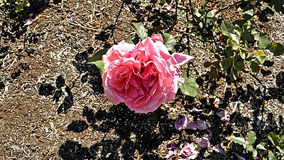 Rosa 'Dean Collins'