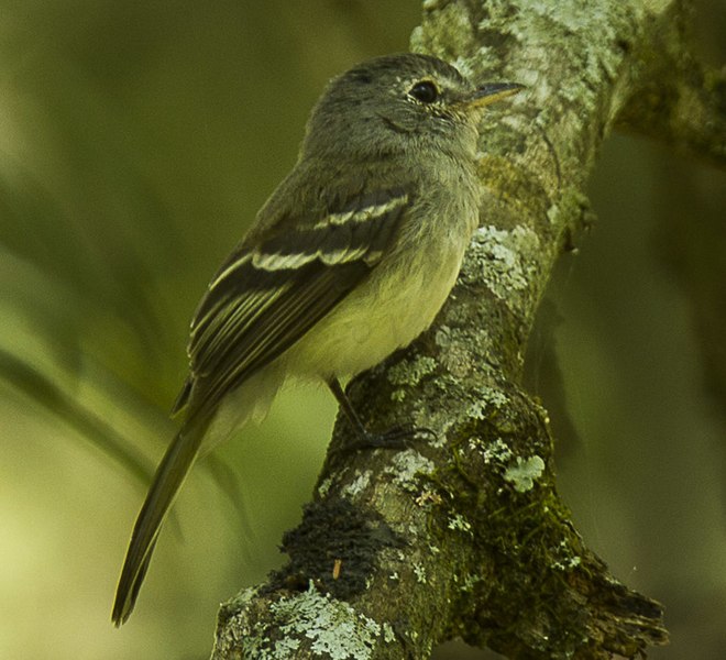 File:Gray-breasted Flycatcher - South Ecuador S4E9465 (cropped).jpg