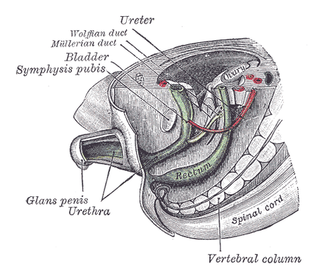 Fallopian Tube Wikiwand