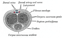 Сұр1155.png