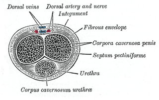 <span class="mw-page-title-main">Corpus cavernosum penis</span> Sponge-like region of erectile tissue