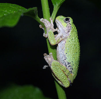 Gray tree frog