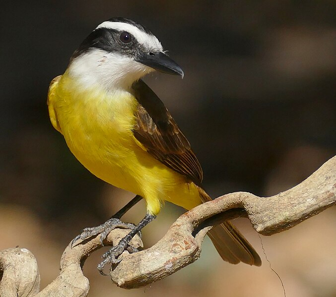 File:Great Kiskadee (Pitangus sulphuratus) (48433997291).jpg