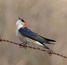 Calling from fence Greater Striped Swallows (Cecropis cucullata), left one calling ... (46169513572), crop.jpg