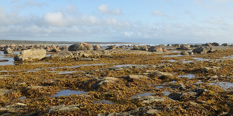 Green Point Shore