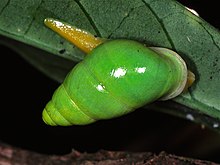 Escargot vert (Edentulina sp.) (Streptaxidae) (7656593860) .jpg