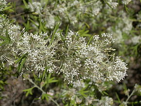 Popis obrázku Grevillea vestita.JPG.