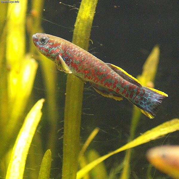 File:Guatemalan Killifish Fundulopanchax gardneri.jpg