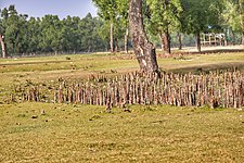 Guliakhali Sea Beach 19-01-2019 (3) .jpg