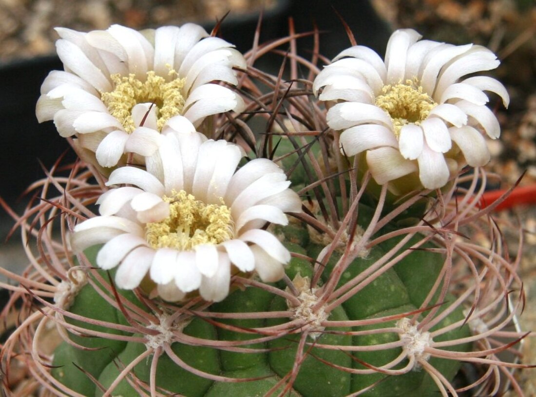 Gymnocalycium saglionis