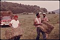 HIRED LABORERS GATHER HAY ON A FARM OWNED BY FORMER GEORGIA GOVERNOR HARDEMAN WHO NOW LIVES IN FLORIDA AND HAS THE... - NARA - 557751.jpg