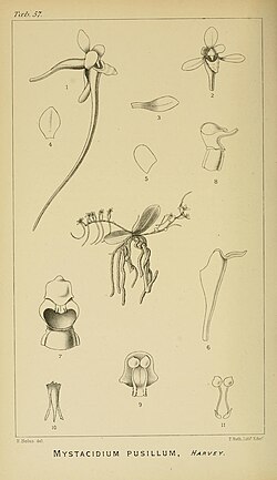 Harry Bolus - Orchids of South Africa - volume I plate 057 (1896).jpg