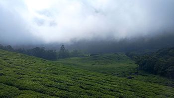 Heaven in Munnar.jpg