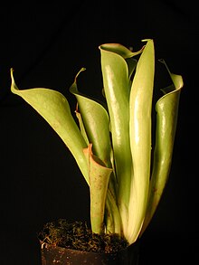 Heliamphora tatei.JPG