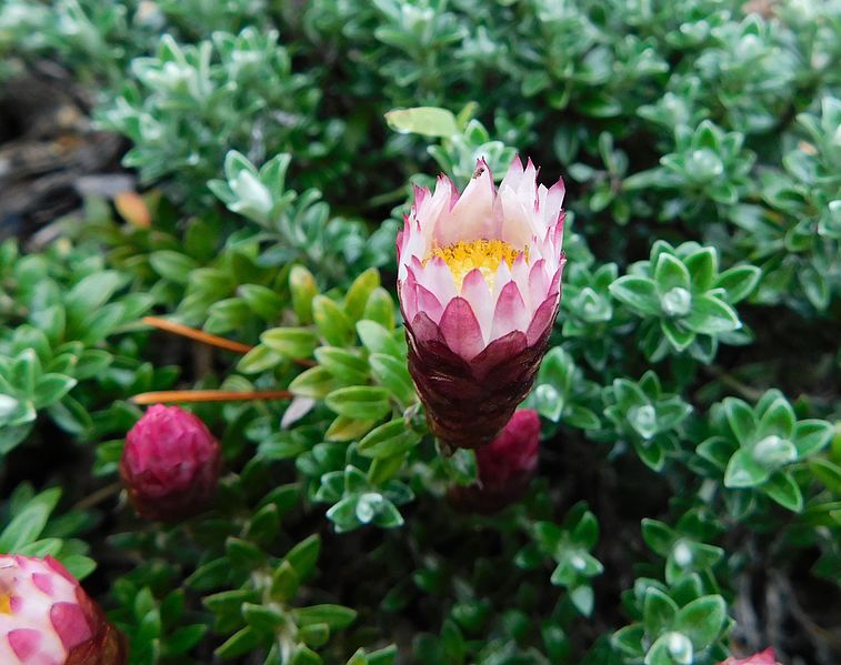 File:Helichrysum retortoides.jpg