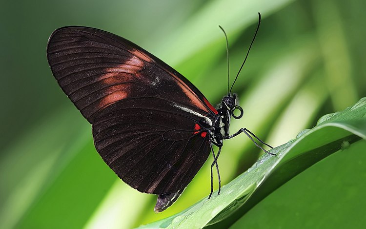 Бабочка-почтальон (Heliconius melpomene) на листке