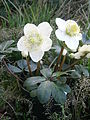 Helleborus niger