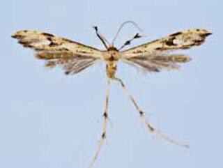 <i>Hellinsia alfaroi</i> Species of plume moth