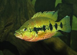 Hemichromis frempongi