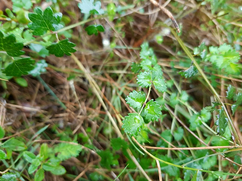 File:Herba de talls al Mondúber.jpg