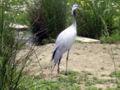 La grue demoiselle