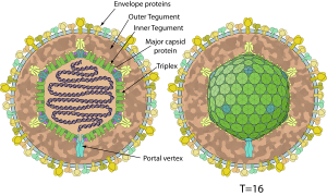 Orthoherpesviridae: Morphologie, Systematik, Literatur