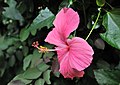 * Nomination A flower of Hibiscus rosa-sinensis in the National Botanical Garden on Santiago, Cape Verde.--Cayambe 19:21, 17 June 2012 (UTC) * Promotion Excellent. --NorbertNagel 21:33, 17 June 2012 (UTC)