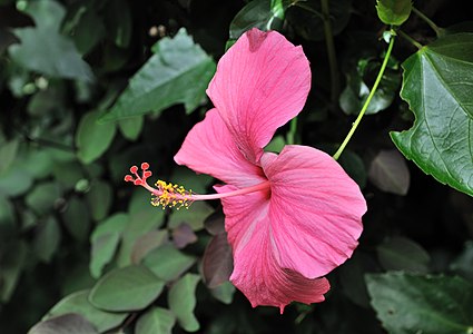 Hibiscus rosa-sinensis cultivar