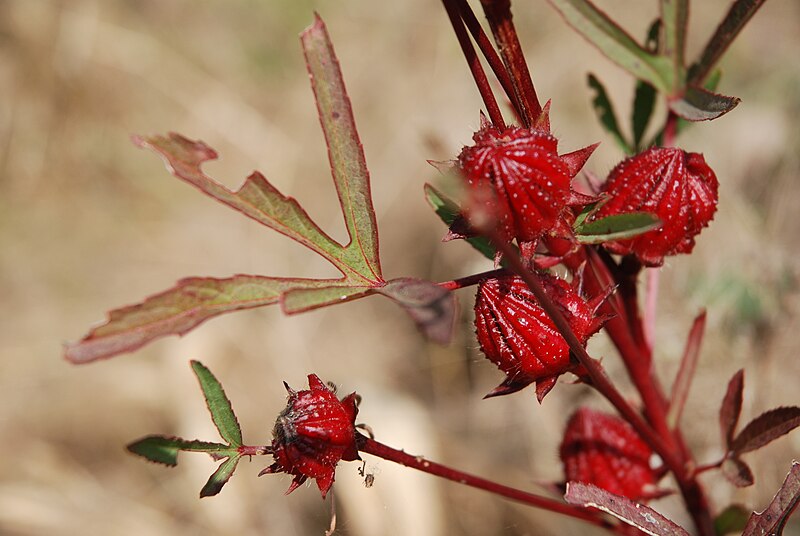 File:Hibiscus sabdariffa Laos.jpg