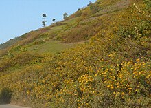 Flowers carpeting the foothills