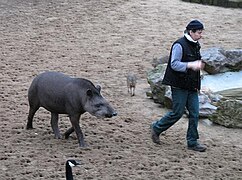 Erwachsener Flachlandtapir mit Pfleger