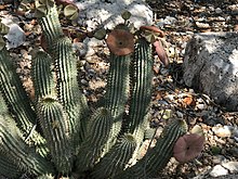 Hoodia currorii currorii imported from iNaturalist photo 182776003 on 28 July 2022.jpg