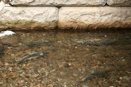 Salmon spawning in Kawkawa Creek