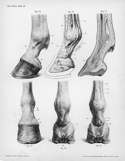 Gravure met afbeelding van een paardenvoet onder verschillende aanzichten: in profiel, van voren, van achteren, in sagittale anatomische doorsnede, in uitsnede die de bloedsomloop laat zien, in uitsnede van achteren gezien met ligamenten en pezen.