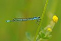 * Nomination ♂ Coenagrion puella --Böhringer 22:11, 22 May 2012 (UTC) * Promotion  Support Good quality for me. --Jkadavoor 06:56, 23 May 2012 (UTC)