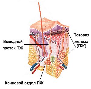 Железы Человека Где Находится Фото