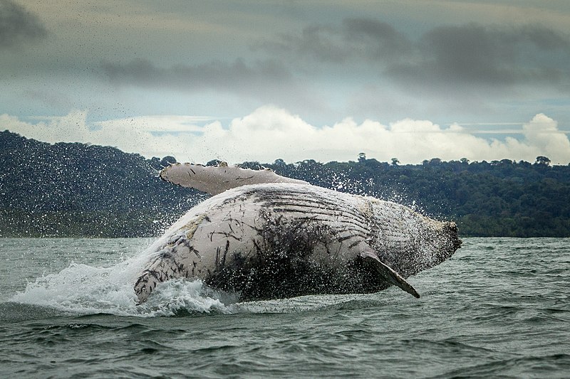 File:Humpback whale breaching off the coast of Choco, Colombia.jpg