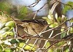 Thumbnail for File:Hutton's Vireo (27593465336).jpg