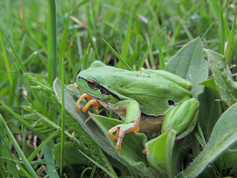 File:Hyla arborea (34034773855).jpg