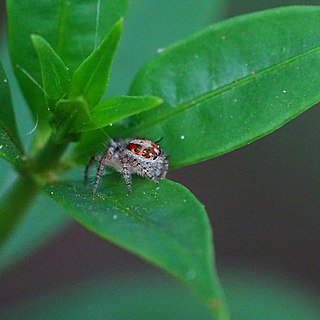 <i>Hyllus ramadanii</i> Species of spider